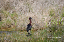 Ibis Falcinelle_35851.jpg